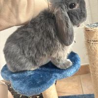 Conigli ariete nano Minilop