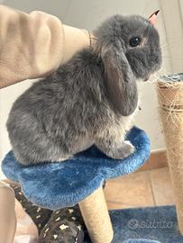 Conigli ariete nano Minilop