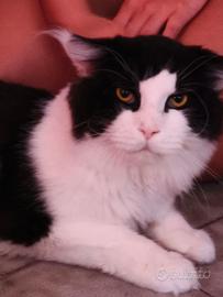 simil gatto Maine Coon rimasto solo
