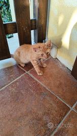 Gattini