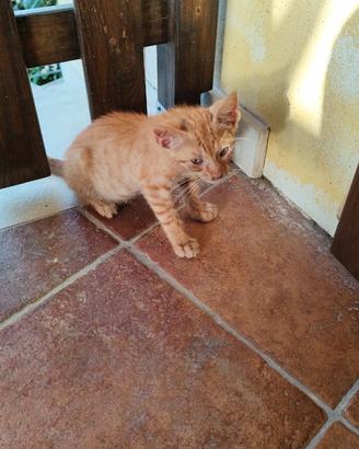 Gattini