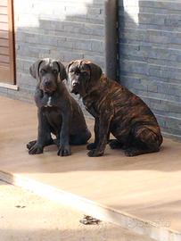 cuccioli cane corso - Animali In vendita a Viterbo
