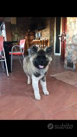 Akita americano cuccioli
