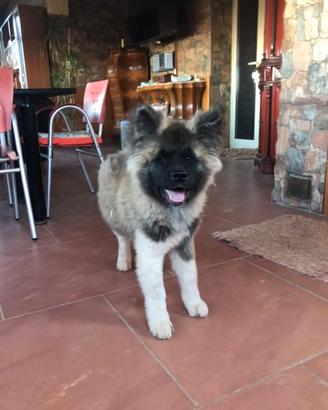 Akita americano cuccioli