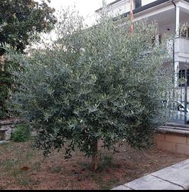pianta ulivo