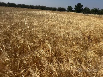 Terreno per foraggio