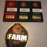 23 semi da collezione barney