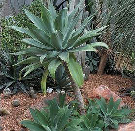 agave attenuata 