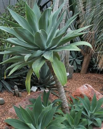 agave attenuata 