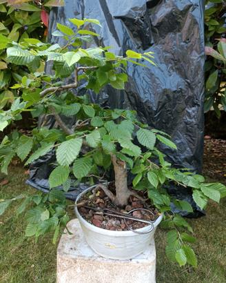 Pre bonsai