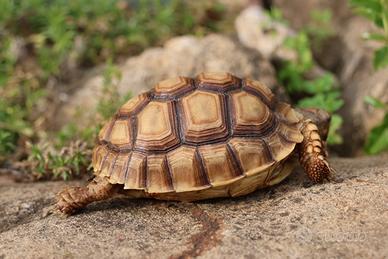 Baby di sulcata