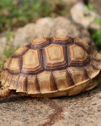 Baby di sulcata