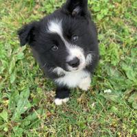 Splendidi Border Collie con pedigree