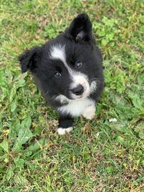 Splendidi Border Collie con pedigree