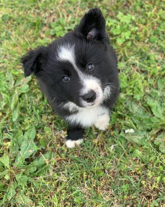 Splendidi Border Collie con pedigree
