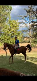 Cavallo anglo arabo