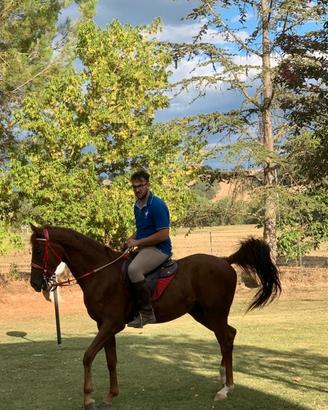 Cavallo anglo arabo