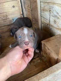 Pitbull ukc