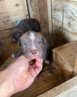 Pitbull ukc