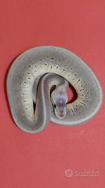 Pitone reale superpastel cinnamon pinstripe