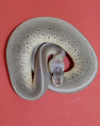 Pitone reale superpastel cinnamon pinstripe