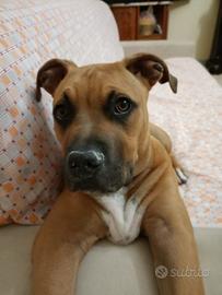 Cane pitbull