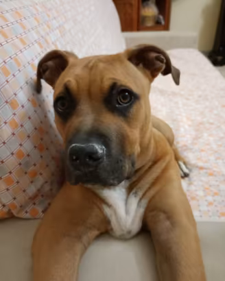Cane pitbull