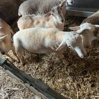 Agnello ariete
