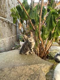 Gattini