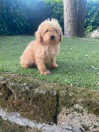 Maschietto di Maltipoo