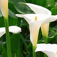 Zantedeschia Aethiopica gigante