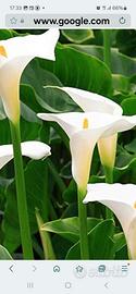 Zantedeschia Aethiopica gigante