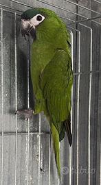 Ara nobilis da riproduzione femmina pappagalli