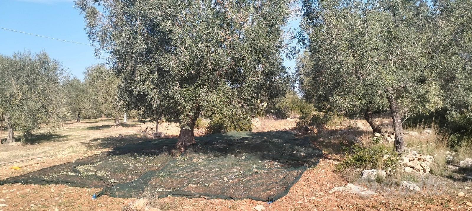 Terr. Agricolo 2143mq Lizzano (Contrada Vito Mele) - Vista 3