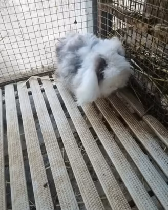 Conigli nani teddylop