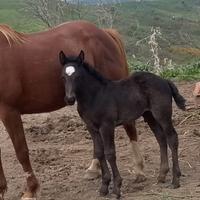 Cavallo