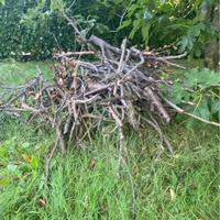 Legna da potatura in dono