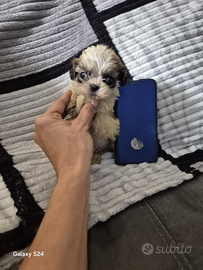 Cuccioli barboncini mini toy maltipoo