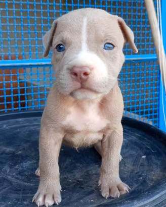 Pitbull