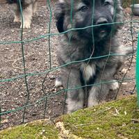 Cuccioli di pastore del Caucaso
