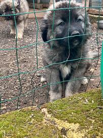 Cuccioli di pastore del Caucaso