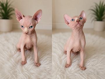 Animali gatti