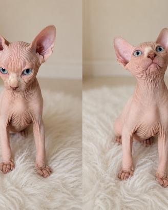 Animali gatti