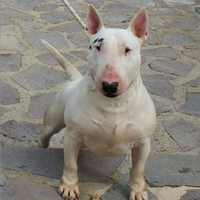 Cucciola di Bull Terrier Inglese Standard