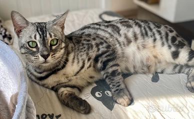 Bengala femmina silver charcoal