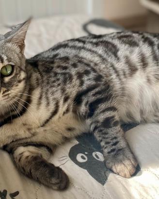 Bengala femmina silver charcoal