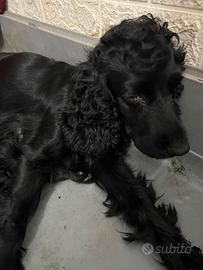 Cocker spaniel