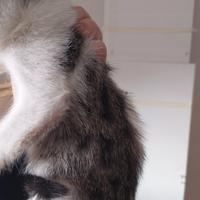 Siamesini incrocio Europeo