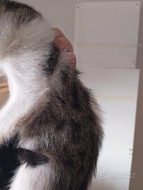 Siamesini incrocio Europeo