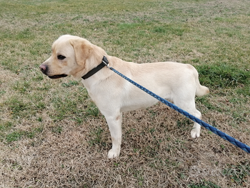 Labrador retriever per accoppiamento